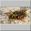 Nomada lathburiana - Wespenbiene 07a 10mm Paarung.jpg